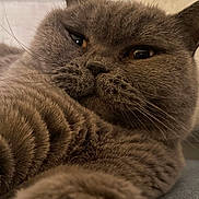 Vanessa Lilu joined the competition — help win amazing prizes! cat, feline, pet, close_up, whiskers, fur, gray_cat, paw, eyes, nose, portrait, cozy, indoor, sofa, relaxed, short_fur, plush, sleepy, head, ear