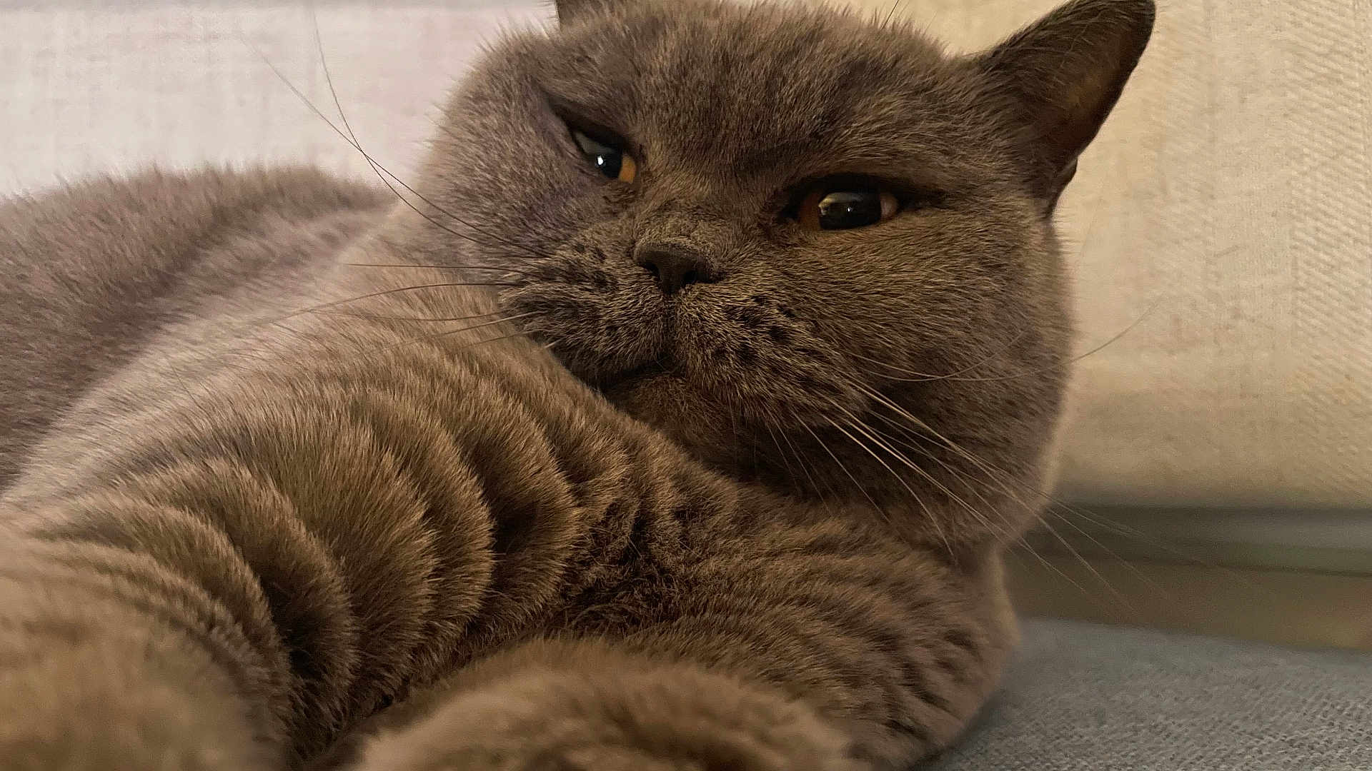 Vanessa Lilu joined the competition — help win amazing prizes! cat, feline, pet, close_up, whiskers, fur, gray_cat, paw, eyes, nose, portrait, cozy, indoor, sofa, relaxed, short_fur, plush, sleepy, head, ear