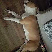 Dino participe au concours pour gagner de l'argent avec cette photo : dog, sleeping, floor, wooden_floor, indoor, couch, power_strip, resting, pet, brown_and_white, relaxing, canine, domestic_animal, household, quiet, side_view, cozy, animal, fur, companion