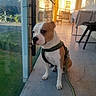 Dino a rejoint le concours — aidez-le/la à gagner de superbes lots ! dog, pet, harness, leash, porch, glass_wall, reflection, chair, table, sunlight, shadow, floor, building, outdoor, window, calm, seated, animal, companion, domestic