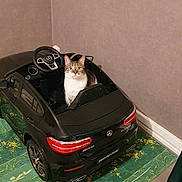 Candy Et Guismo a rejoint le concours — aidez-le/la à gagner de superbes lots ! amg, black_car, cat, children_toy, floor, green_rug, indoor, looking_at_camera, mercedes, pet, playful, rear_light, rug, sitting, steering_wheel, tabby_cat, toy_car, wall, white_chest, wide_eyes