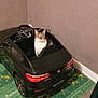 amg, black_car, cat, children_toy, floor, green_rug, indoor, looking_at_camera, mercedes, pet, playful, rear_light, rug, sitting, steering_wheel, tabby_cat, toy_car, wall, white_chest, wide_eyes