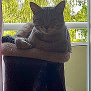 Rio participe au concours pour gagner de l'argent avec cette photo : cat, tabby, cat_tree, indoor, window, greenery, nature, relaxing, pet, feline, animal, shadow, silhouette, balcony, daylight, resting, fur, ears, whiskers, home