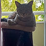 animal, balcony, cat, cat_tree, daylight, ears, feline, fur, greenery, home, indoor, nature, pet, relaxing, resting, shadow, silhouette, tabby, whiskers, window