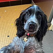 Albert participe au concours pour gagner de l'argent avec cette photo : dog, puppy, black_and_white, collar, star_tag, indoor, tile_floor, red_wall, curious, pet, furry, long_ears, looking_up, close_up, friendly, small_dog, companion, canine, adorable, domestic_animal