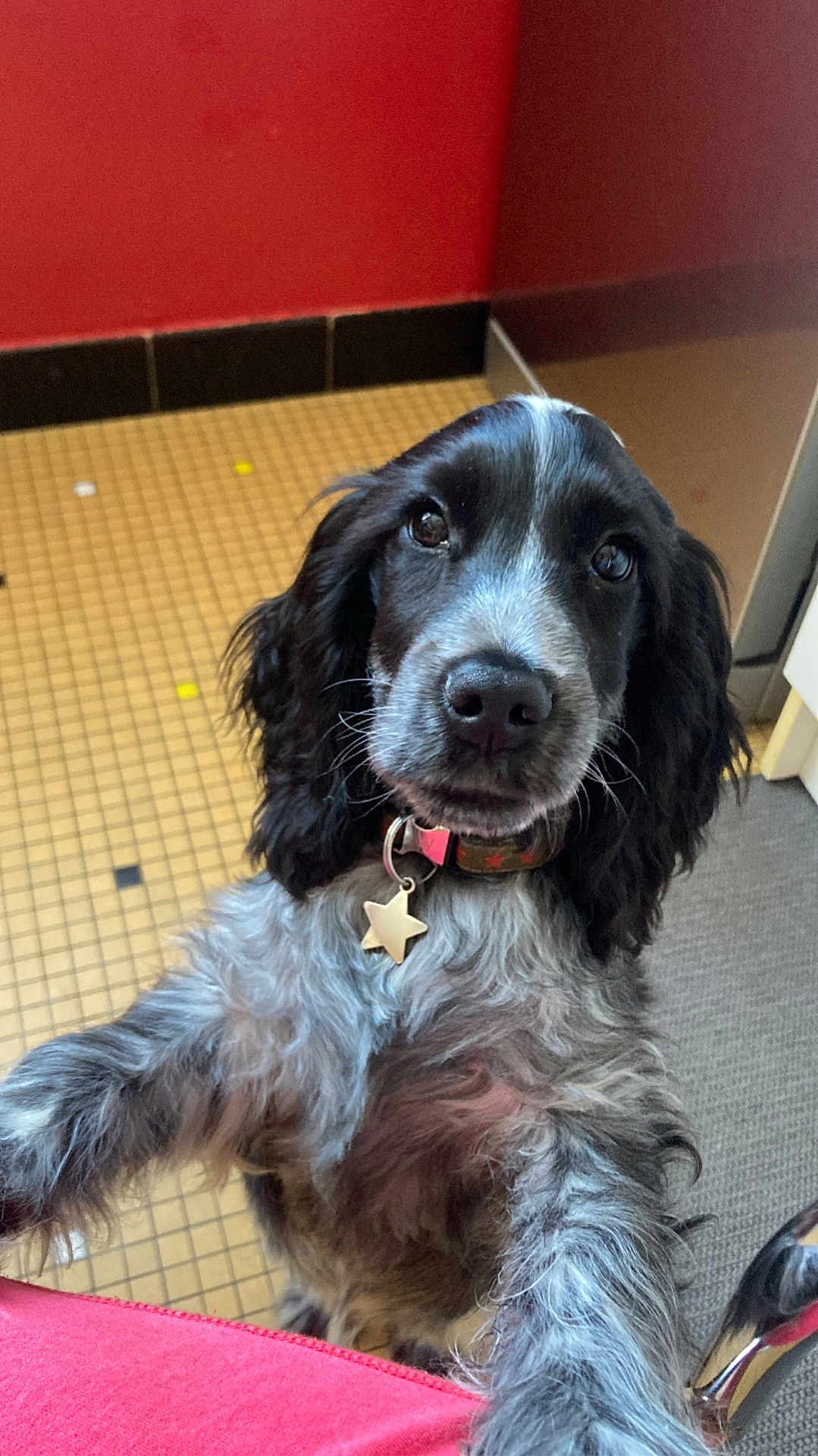 Albert participe au concours pour gagner de l'argent avec cette photo : dog, puppy, black_and_white, collar, star_tag, indoor, tile_floor, red_wall, curious, pet, furry, long_ears, looking_up, close_up, friendly, small_dog, companion, canine, adorable, domestic_animal