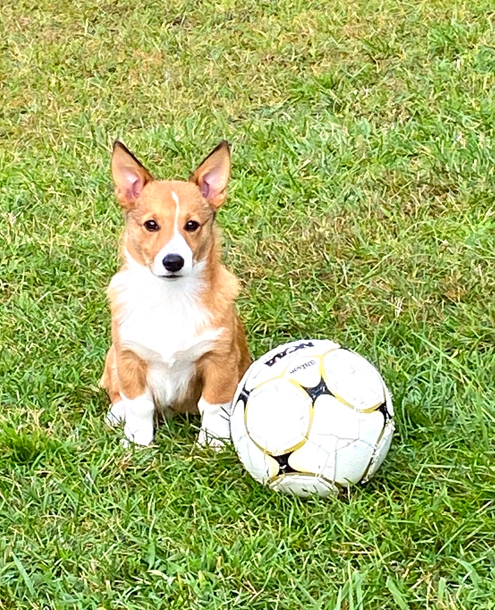 Turbo is registered to the contest to win money with this photo: ball, canidae, carnivore, companion_dog, corgi_chihuahua, dog, dog_breed, football, grass, hound, soccer, soccer_ball, sporting_group, sports_equipment, tail, terrestrial_animal, toy, toy_dog, whiskers, working_animal