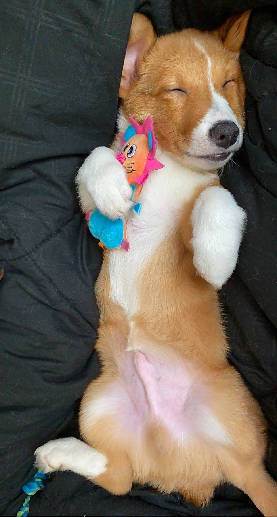 Turbo is registered to the contest to win money with this photo: ball, canidae, carnivore, collar, companion_dog, dog, dog_breed, dog_collar, dog_supply, dog_toy, fawn, fur, non_sporting_group, paw, pet_supply, snout, sporting_group, tail, whiskers, working_animal