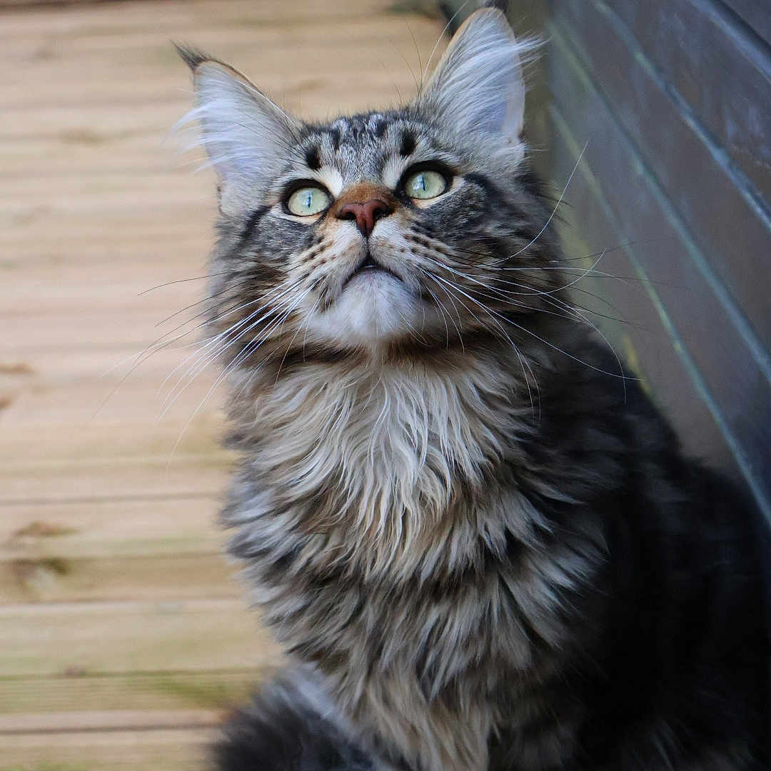 Willow participe au concours pour gagner de l'argent avec cette photo : abyssinian, angora, animal, architecture, brasssection, building, cat, deck, handrail, hardwood, horn, house, housing, kitten, manx, musicalinstrument, pet, plywood, porch, wood