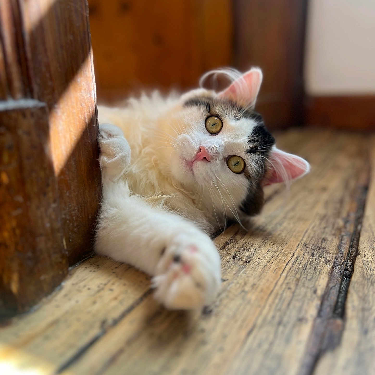 Snow a rejoint le concours — aidez-le/la à gagner de superbes lots ! abyssinian, animal, cat, hardwood, kitten, manx, pet, plywood, siamese, stainedwood, wood