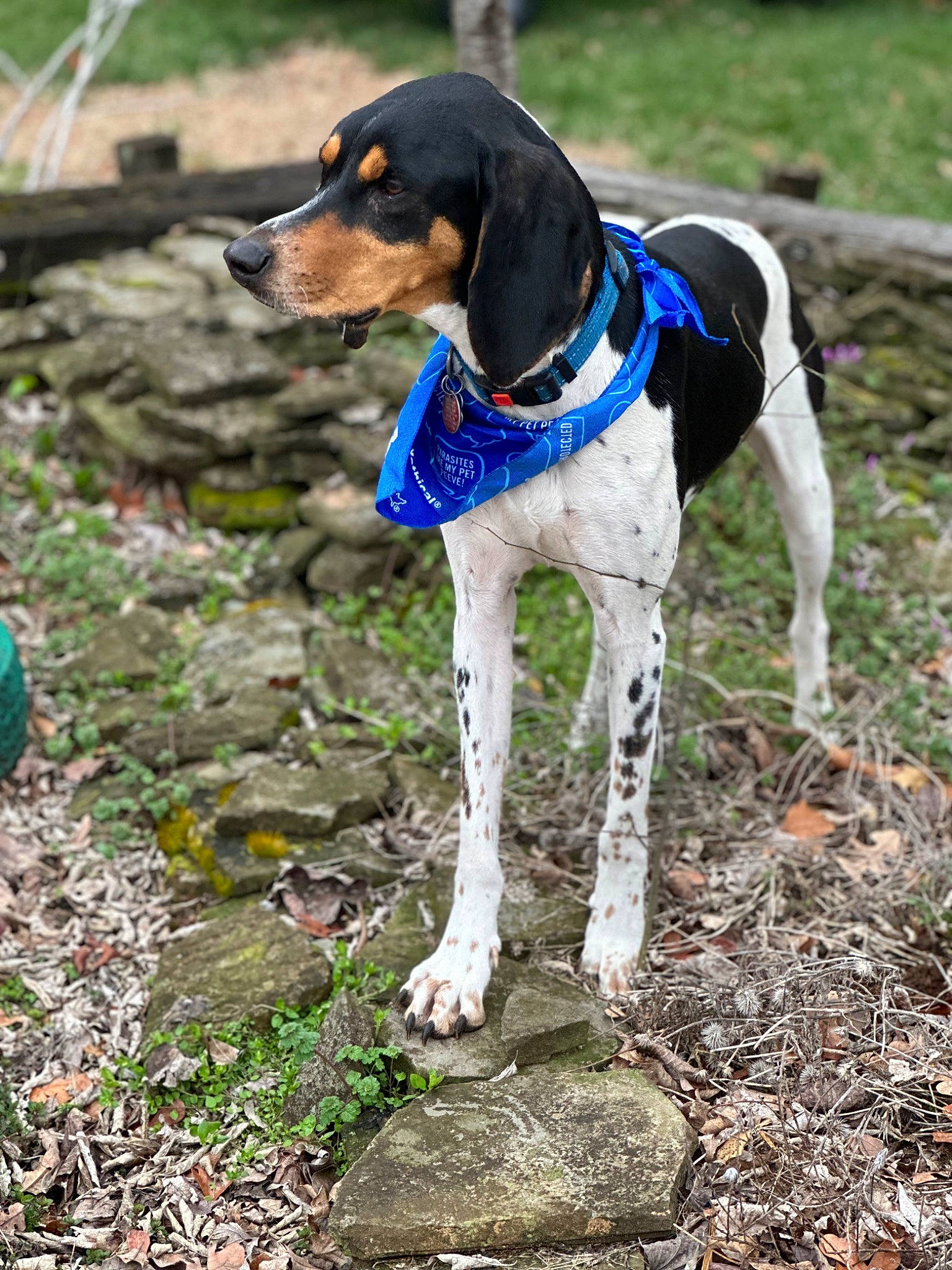 Nugget is registered to the contest to win money with this photo: canidae, carnivore, collar, companion_dog, dog, dog_breed, dog_supply, electric_blue, fawn, grass, hound, pet_supply, plant, scent_hound, snout, soil, sporting_group, tail, terrestrial_animal, working_animal