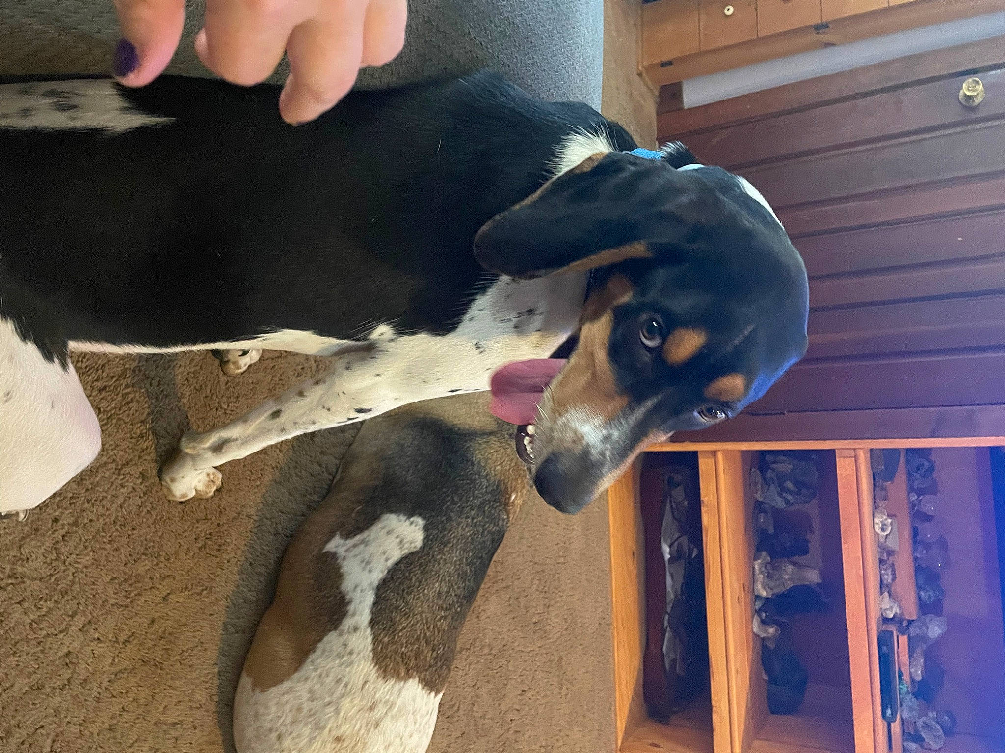 Nugget is registered to the contest to win money with this photo: canidae, carnivore, collar, companion_dog, dog, dog_breed, dog_collar, electric_blue, fawn, guard_dog, jaw, non_sporting_group, pet_supply, snout, sporting_group, tail, wood, working_animal, working_dog, wrist