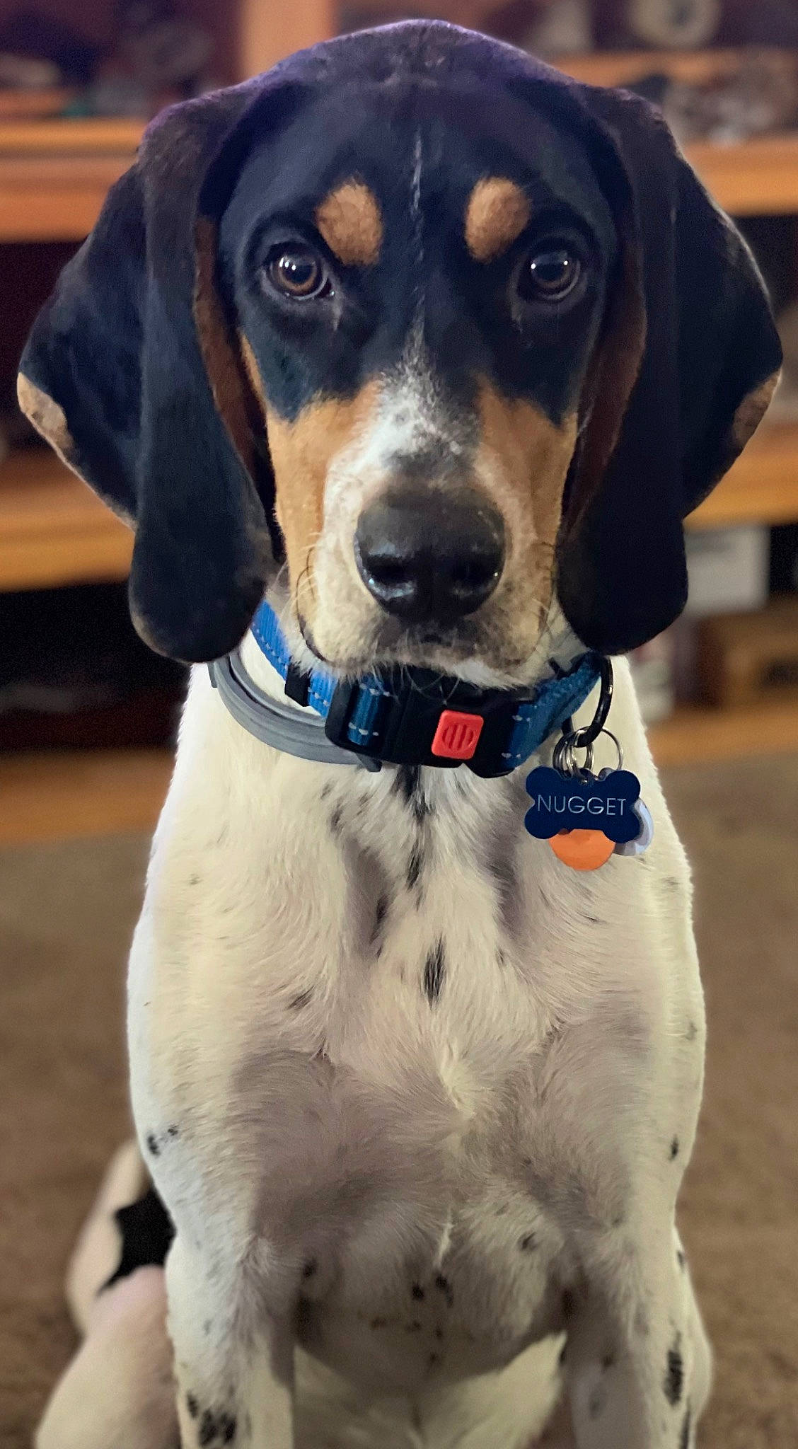 Nugget is registered to the contest to win money with this photo: canidae, carnivore, collar, companion_dog, dog, dog_breed, dog_collar, dog_supply, electric_blue, fawn, fur, hunting_dog, leash, pet_supply, snout, sporting_group, whiskers, white, working_animal, working_dog