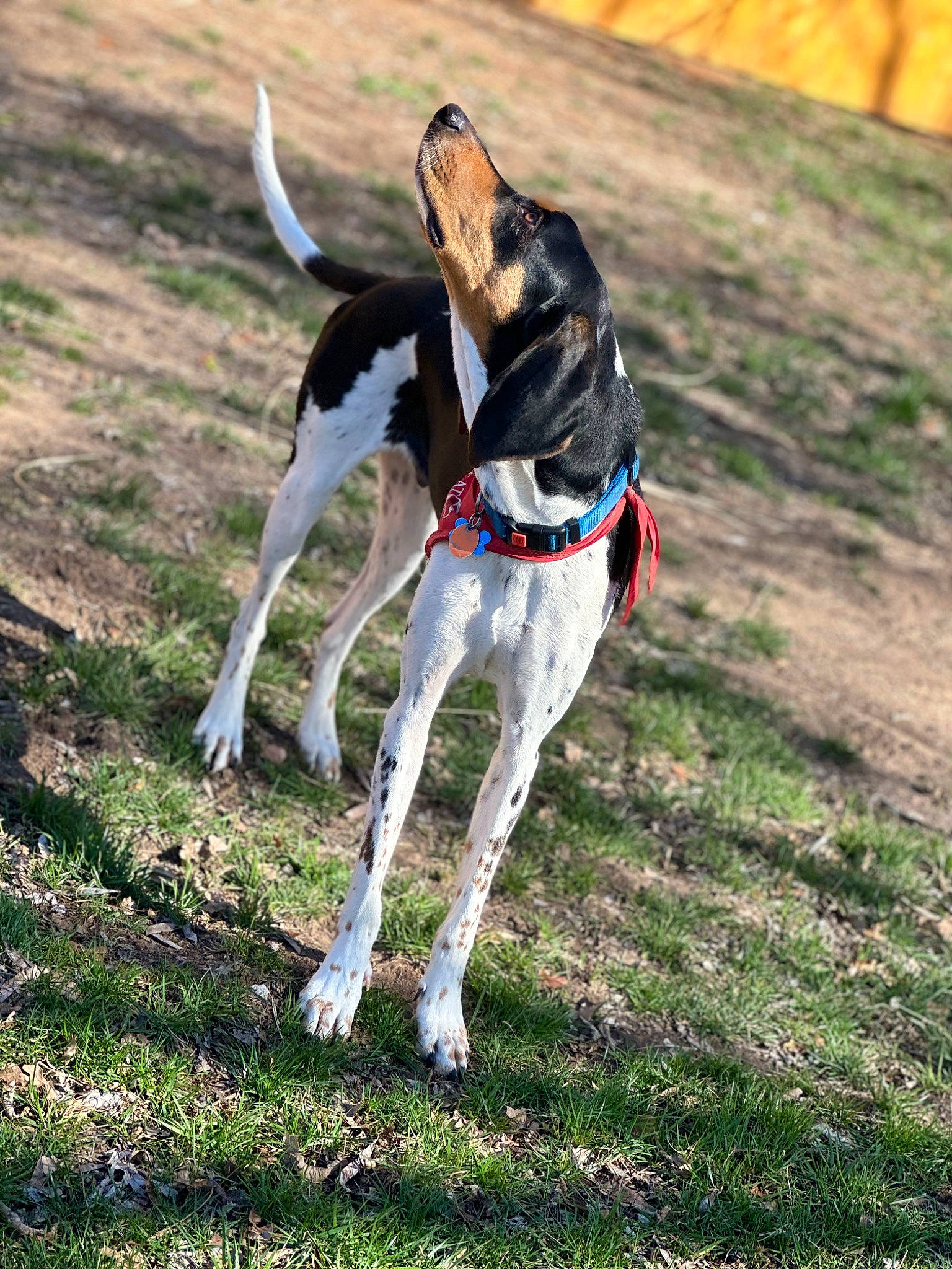 Nugget joined the competition — help win amazing prizes! canidae, carnivore, collar, companion_dog, dog, dog_breed, dog_collar, dog_supply, fawn, grass, hunting_dog, leash, non_sporting_group, pet_supply, plant, sporting_group, tail, terrestrial_animal, working_animal, working_dog