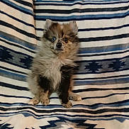 Titan is registered to the contest to win money with this photo: puppy, dog, fluffy, heterochromia, blue_eye, brown_eye, sitting, blanket, patterned_blanket, indoor, cute, pet, animal, fur, small_dog, adorable, companion, domestic_animal, portrait, looking