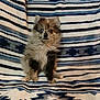adorable, animal, blanket, blue_eye, brown_eye, companion, cute, dog, domestic_animal, fluffy, fur, heterochromia, indoor, looking, patterned_blanket, pet, portrait, puppy, sitting, small_dog