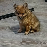 Tuffy joined the competition — help win amazing prizes! puppy, dog, brown, fluffy, indoor, floor, wooden_floor, pet, small_dog, cute, ears, fur, animal, sitting, looking_down, domestic, young, canine, companion, home