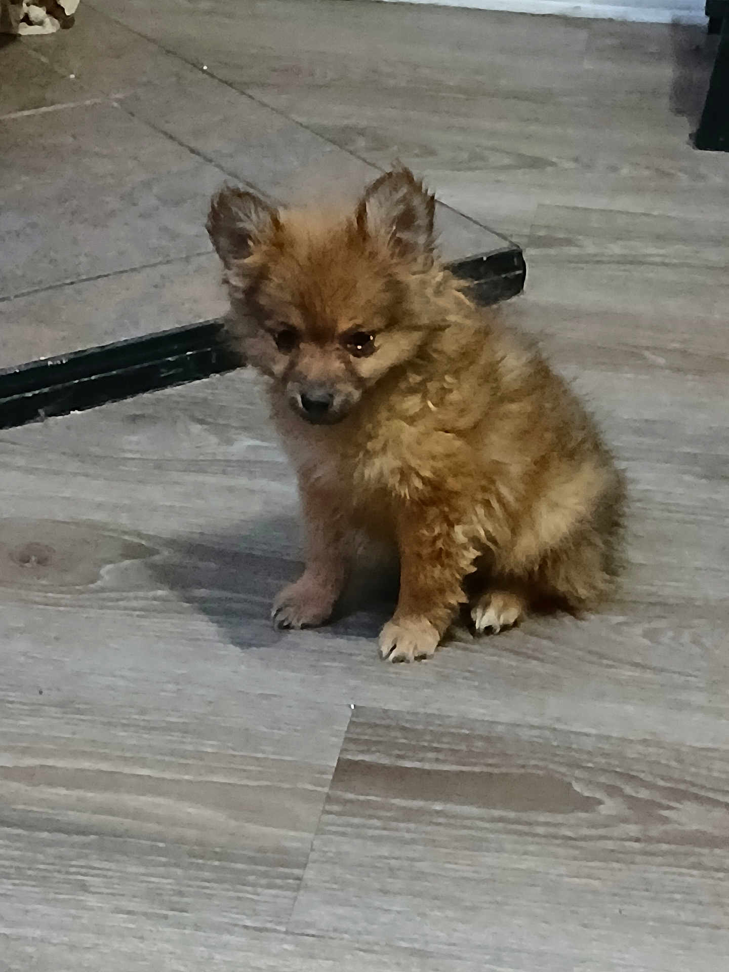 Tuffy