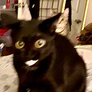 Luna joined the competition — help win amazing prizes! cat, black_cat, striped_cat, indoor, blurry, pets, animal, feline, eyes, face, bed, blanket, furniture, household, room, door, clutter, domestic, closeup, two_cats