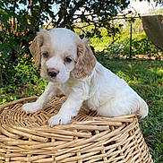 Abigail joined the competition — help win amazing prizes! puppy, dog, young_dog, wicker_basket, outdoor, greenery, grass, tree, leaf, sunlight, nature, cute, pet, animal, small_dog, white_dog, tan_dog, fur, sitting, basket