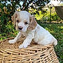 puppy, dog, young_dog, wicker_basket, outdoor, greenery, grass, tree, leaf, sunlight, nature, cute, pet, animal, small_dog, white_dog, tan_dog, fur, sitting, basket