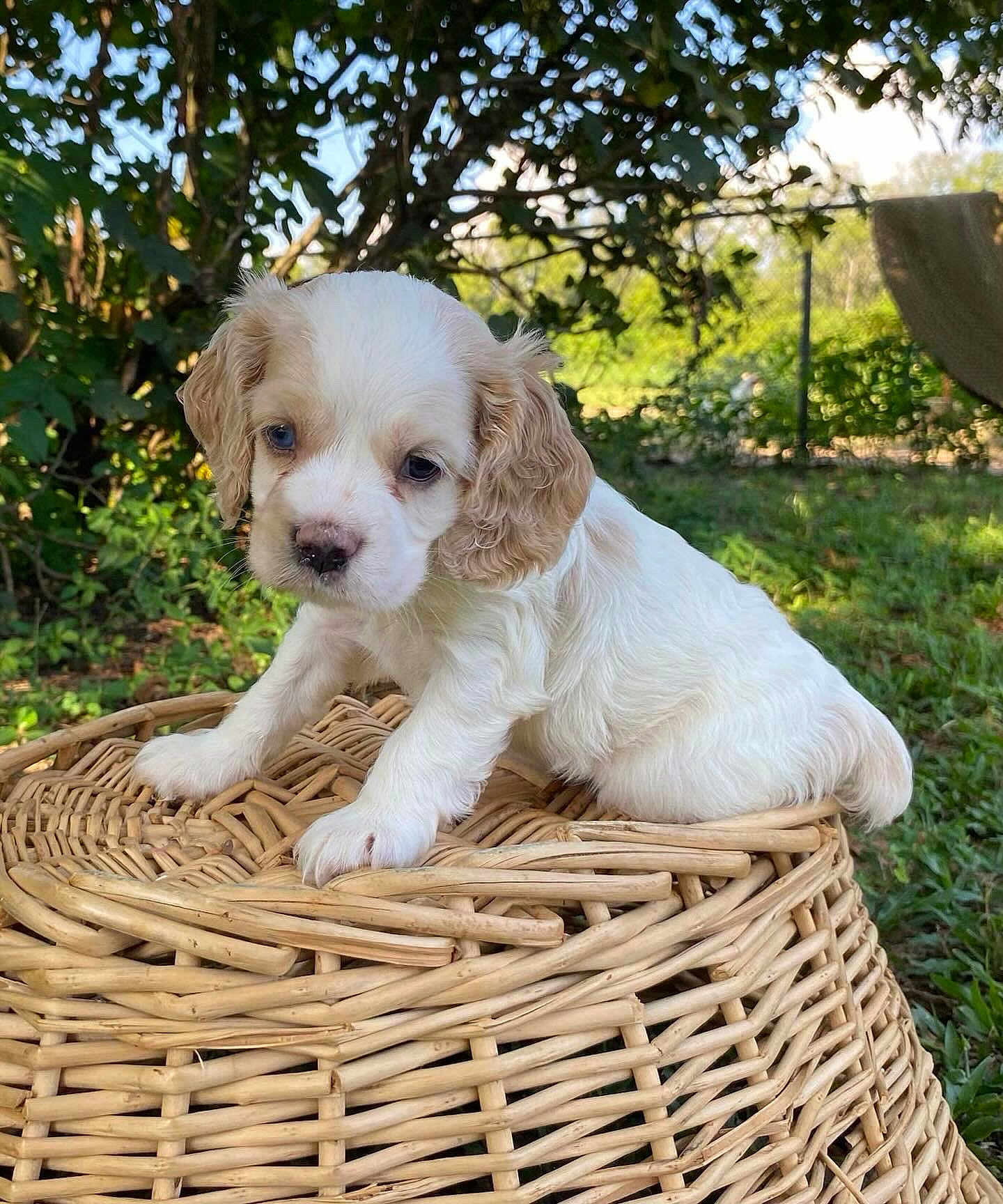 Abigail joined the competition — help win amazing prizes! puppy, dog, young_dog, wicker_basket, outdoor, greenery, grass, tree, leaf, sunlight, nature, cute, pet, animal, small_dog, white_dog, tan_dog, fur, sitting, basket