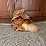 dog, puppy, small_dog, fluffy, fur, brown_dog, sleeping, sitting, curled_up, paper_bag, shopping_bag, indoor, home, wooden_cabinets, floor, rug, textured_surface, cute, pet, portrait