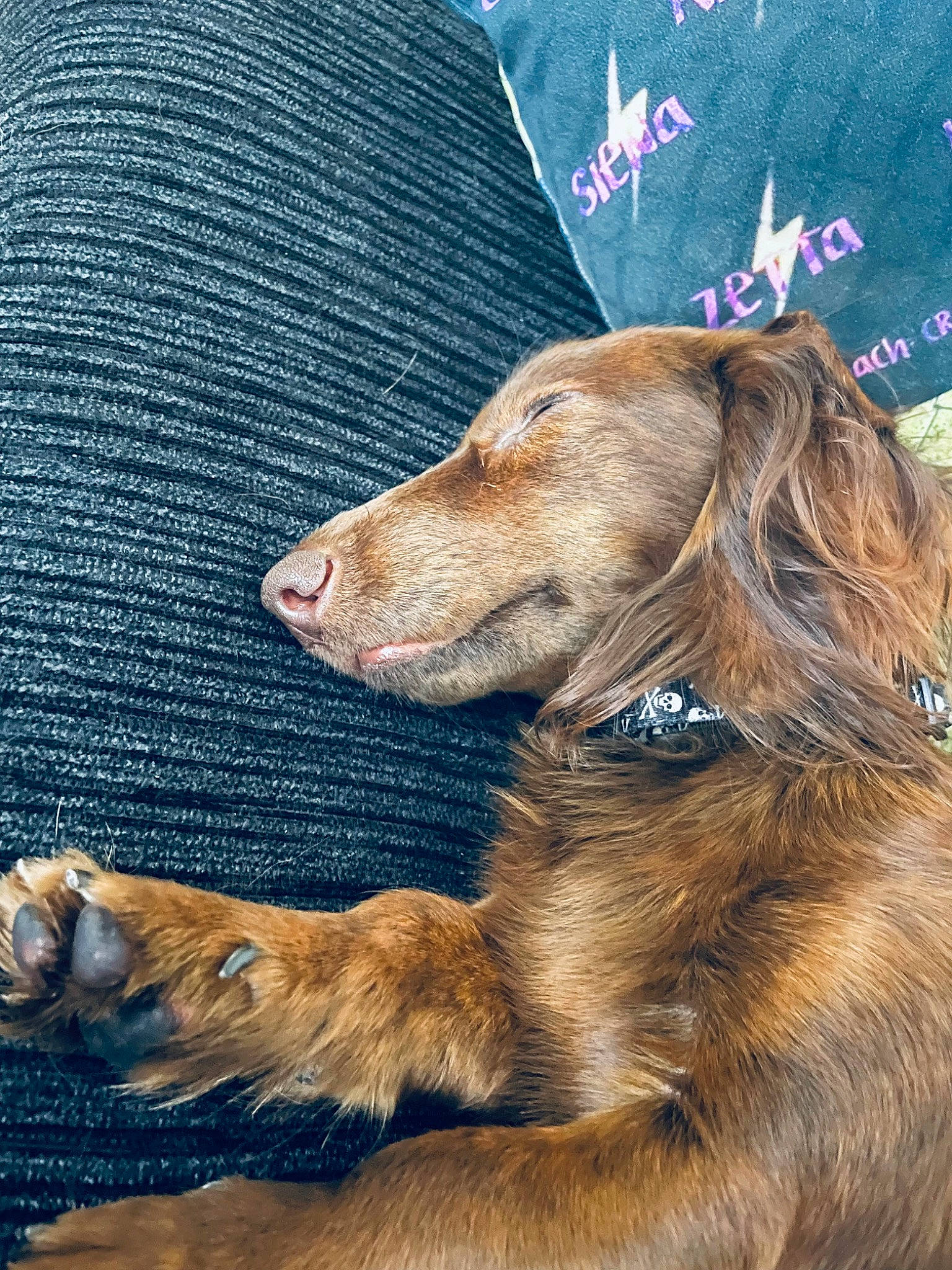 Jaxson is registered to the contest to win money with this photo: canidae, carnivore, companion_dog, dog, dog_breed, electric_blue, fur, gun_dog, liver, sporting_group, terrestrial_animal, working_animal, working_dog