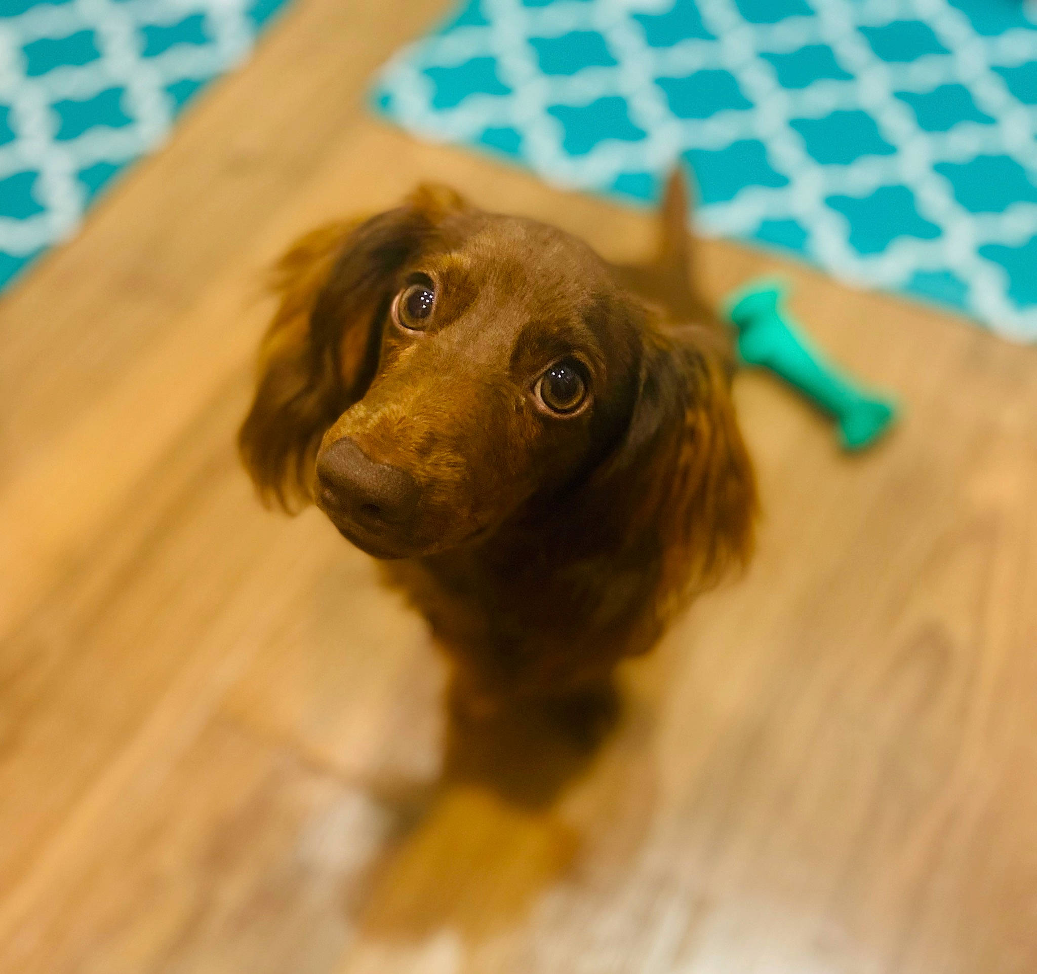 Jaxson is registered to the contest to win money with this photo: canidae, carnivore, companion_dog, dog, dog_breed, eye, fawn, flooring, fur, hardwood, liver, plank, snout, sporting_group, varnish, whiskers, wood, wood_flooring, wood_stain, working_animal