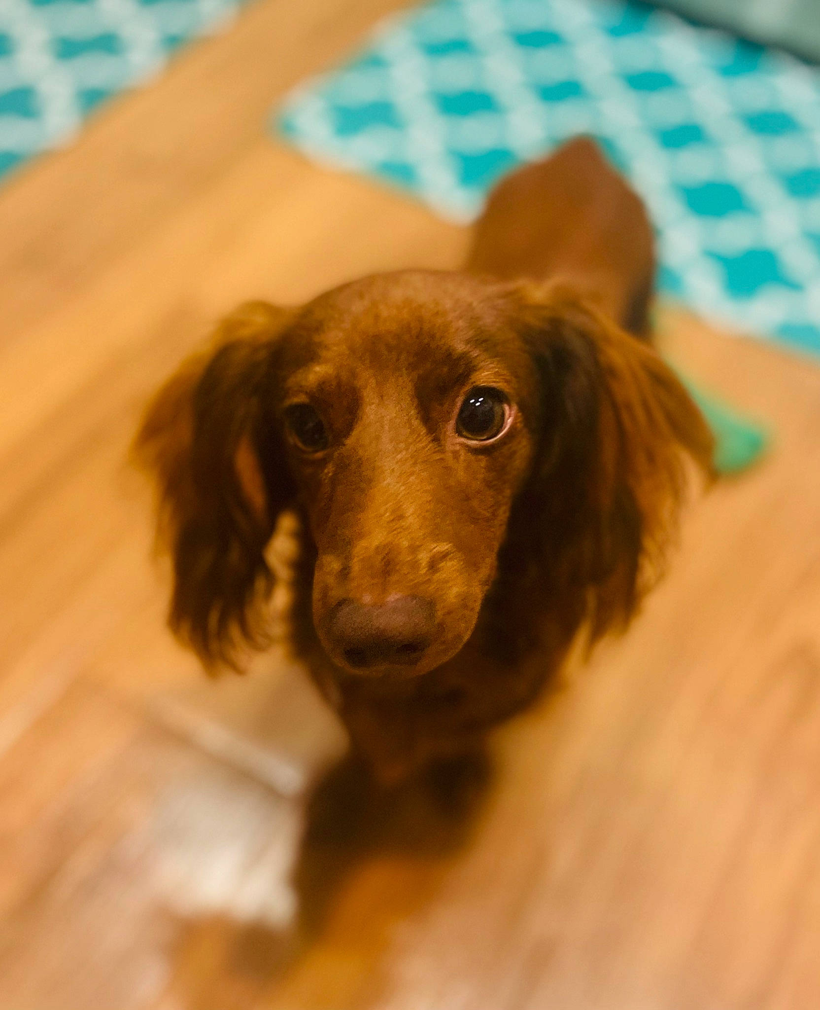 Jaxson joined the competition — help win amazing prizes! canidae, carnivore, companion_dog, dog, dog_breed, ear, flooring, fur, hardwood, hunting_dog, liver, puppy, whiskers, wood, working_animal