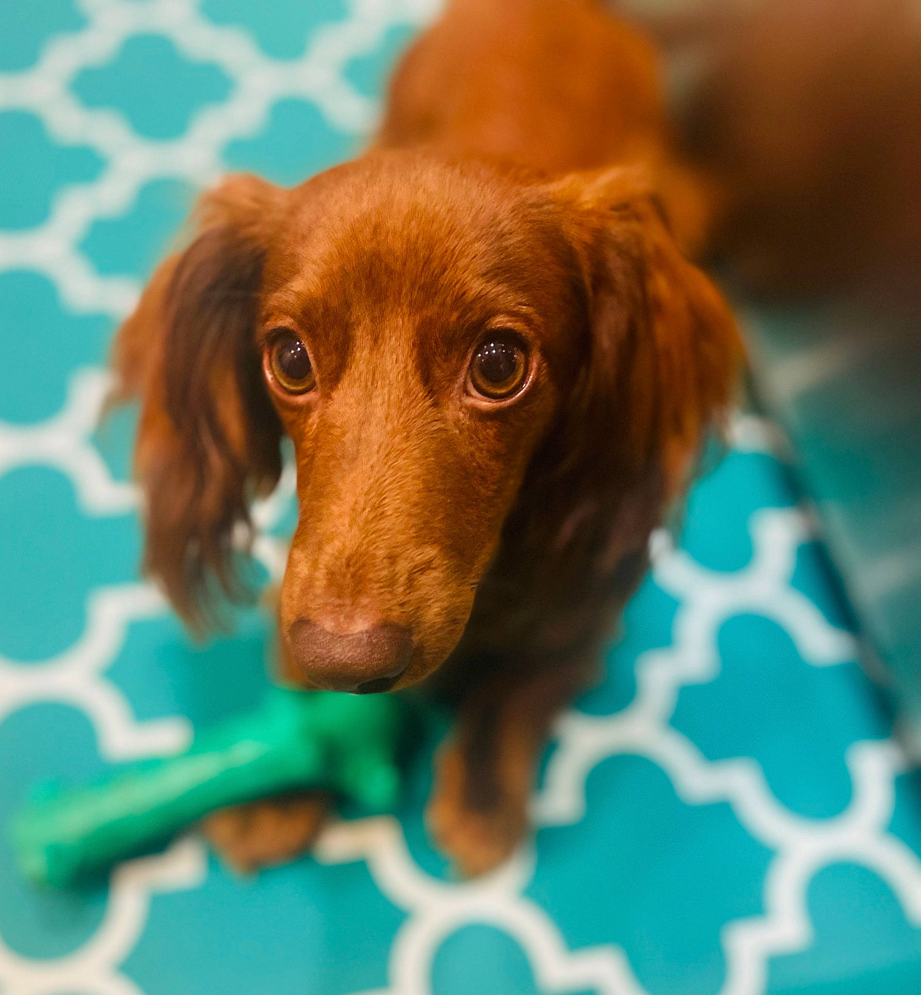 Jaxson joined the competition — help win amazing prizes! canidae, carnivore, companion_dog, dog, dog_breed, ear, fawn, fur, hunting_dog, liver, snout, sporting_group, whiskers, working_animal