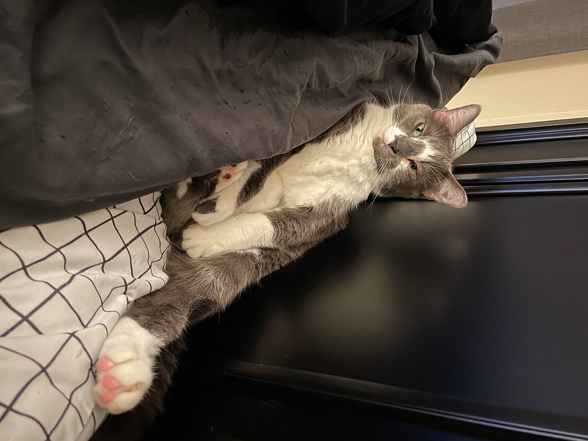 Penelope joined the competition — help win amazing prizes! carnivore, cat, claw, comfort, domestic_short_haired_cat, elbow, felidae, foot, fur, gesture, human_leg, linens, nail, room, small_to_medium_sized_cats, tail, thigh, whiskers, wood, wrist