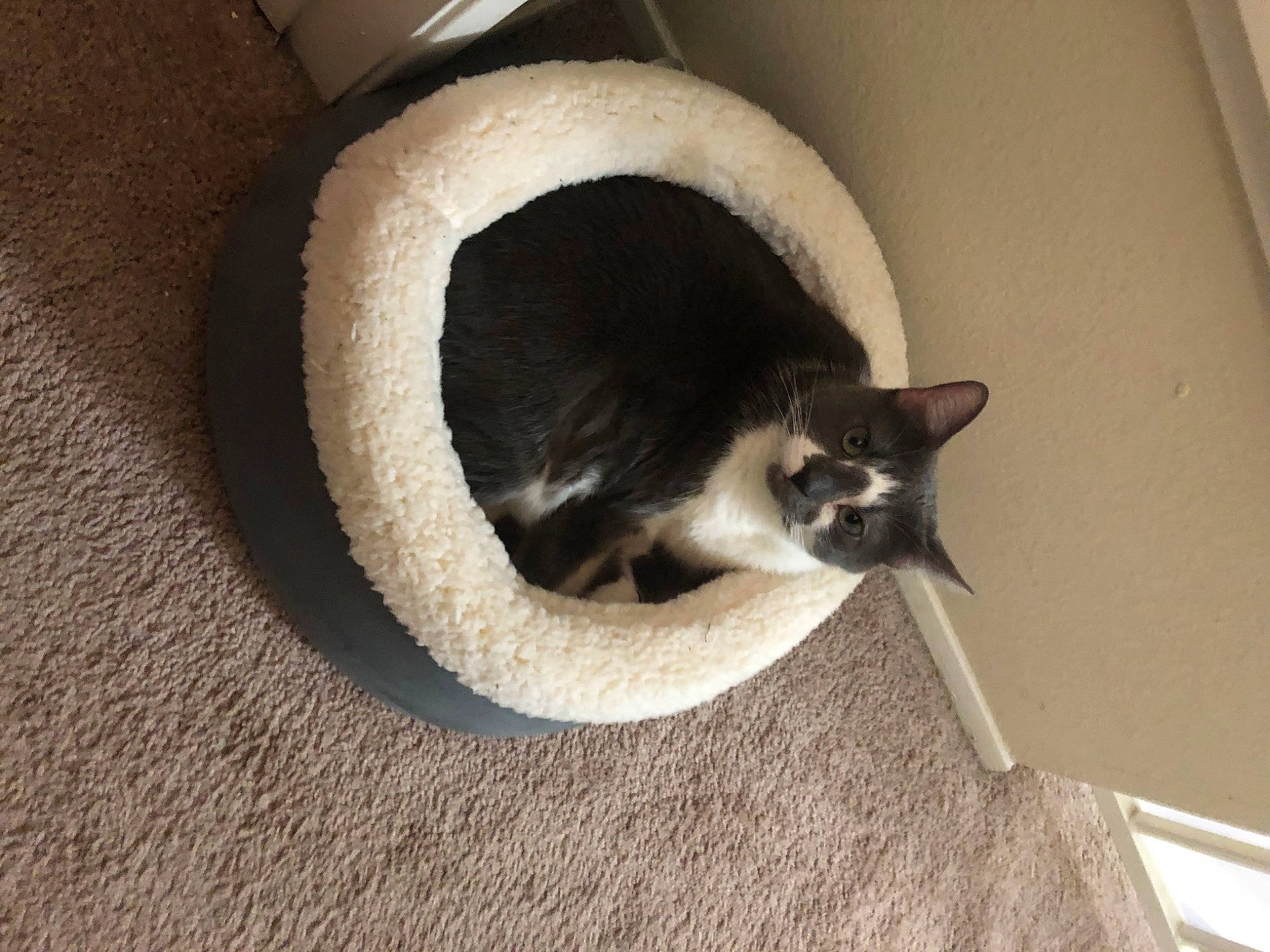 Penelope is registered to the contest to win money with this photo: carnivore, cat, cat_bed, cat_supply, comfort, domestic_short_haired_cat, door, felidae, flooring, fur, hardwood, paw, pet_supply, small_to_medium_sized_cats, snout, tail, whiskers, window, wood
