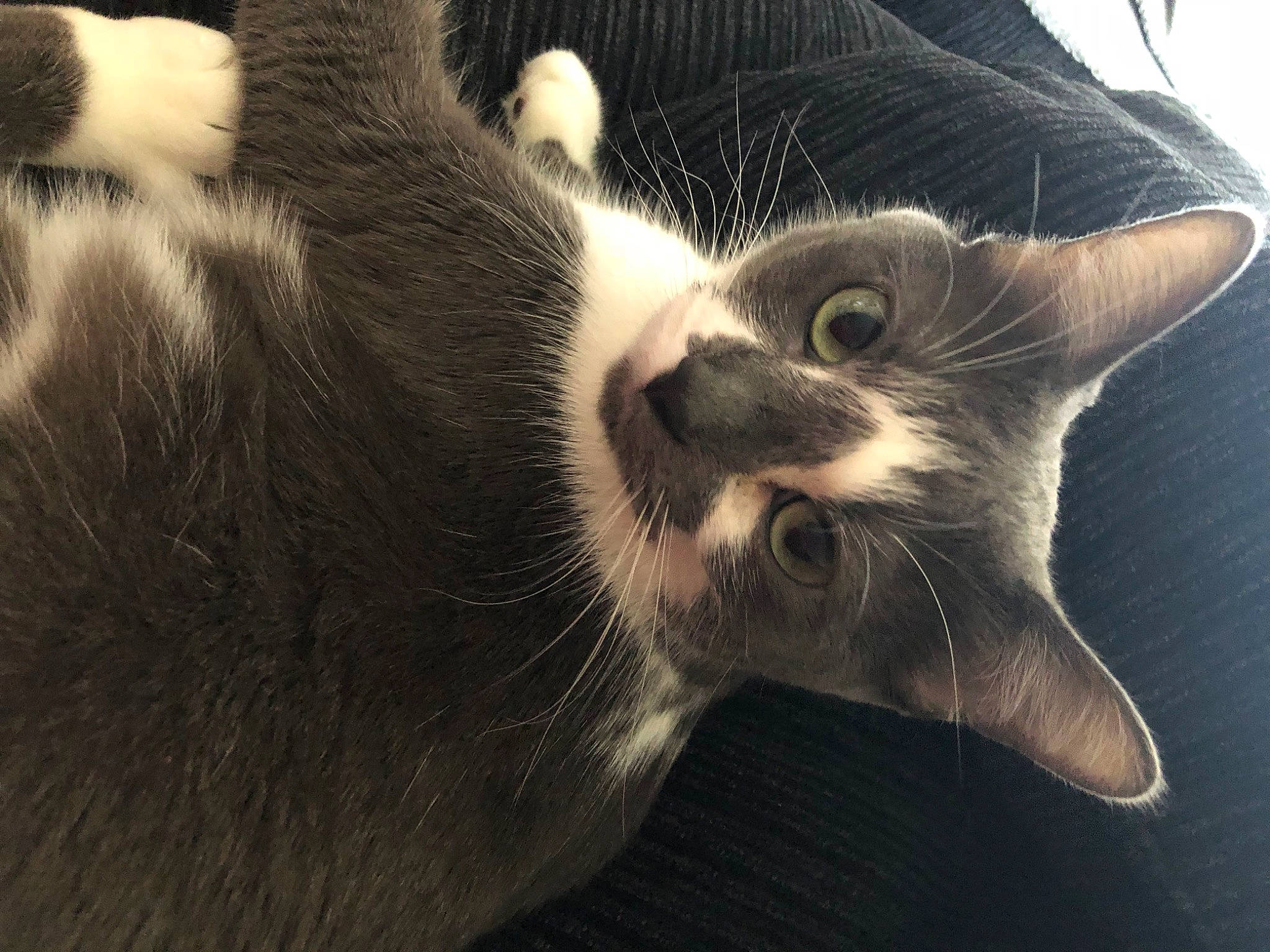 Penelope joined the competition — help win amazing prizes! carnivore, cat, claw, cloud, comfort, darkness, domestic_short_haired_cat, ear, felidae, fur, gesture, monochrome, monochrome_photography, paw, sky, small_to_medium_sized_cats, snout, tail, terrestrial_animal, whiskers