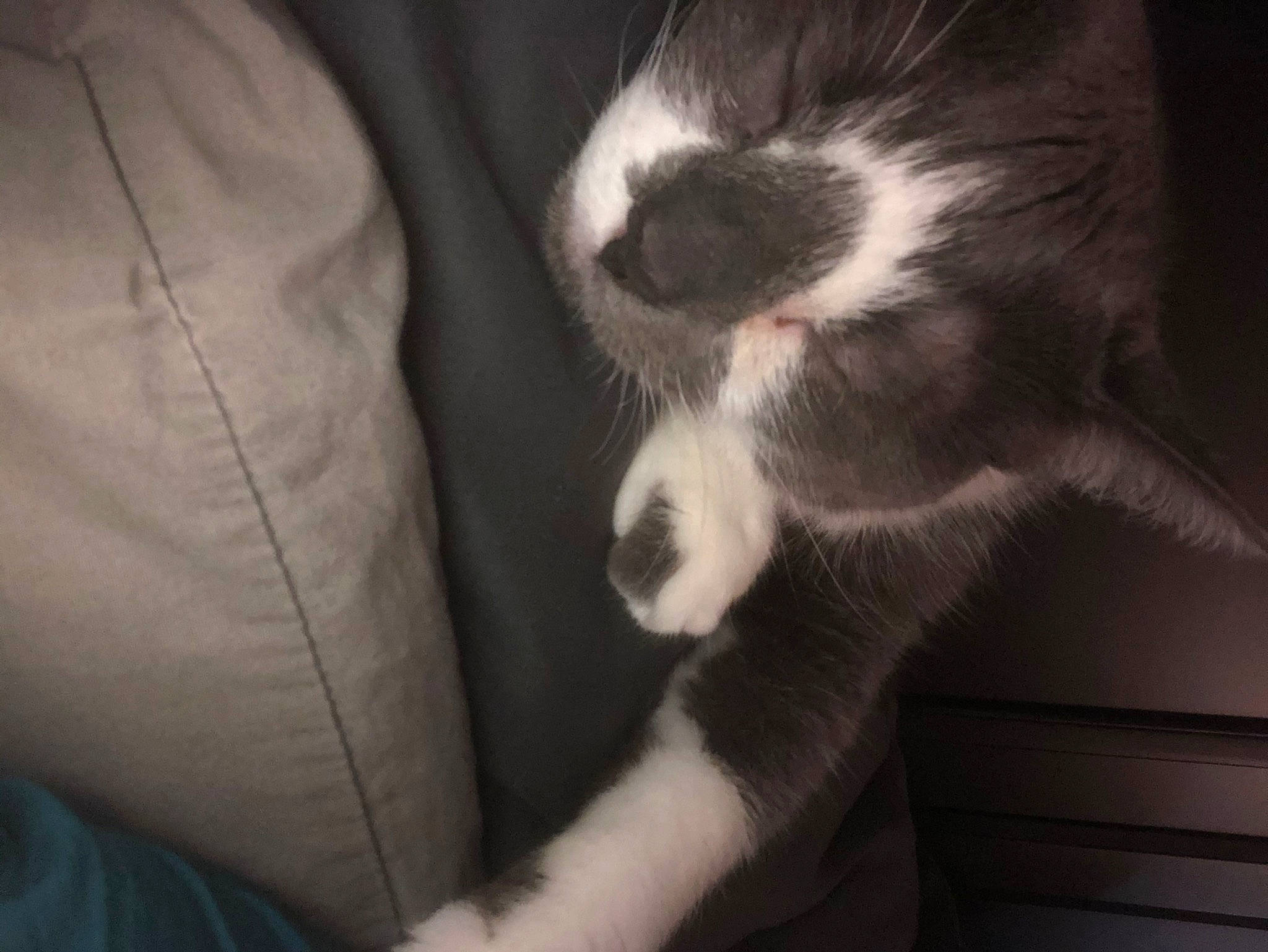 Penelope joined the competition — help win amazing prizes! carnivore, cat, comfort, companion_dog, dog_breed, ear, eye, felidae, foot, fur, gesture, hand, human_leg, paw, small_to_medium_sized_cats, snout, sporting_group, tail, whiskers, wood