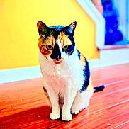 Booby Scott is registered to the contest to win money with this photo: cat, calico, indoor, wooden_floor, yellow_wall, stairs, pet, animal, feline, sitting, fur, whiskers, ears, tail, domestic, cute, portrait, home, floor, background