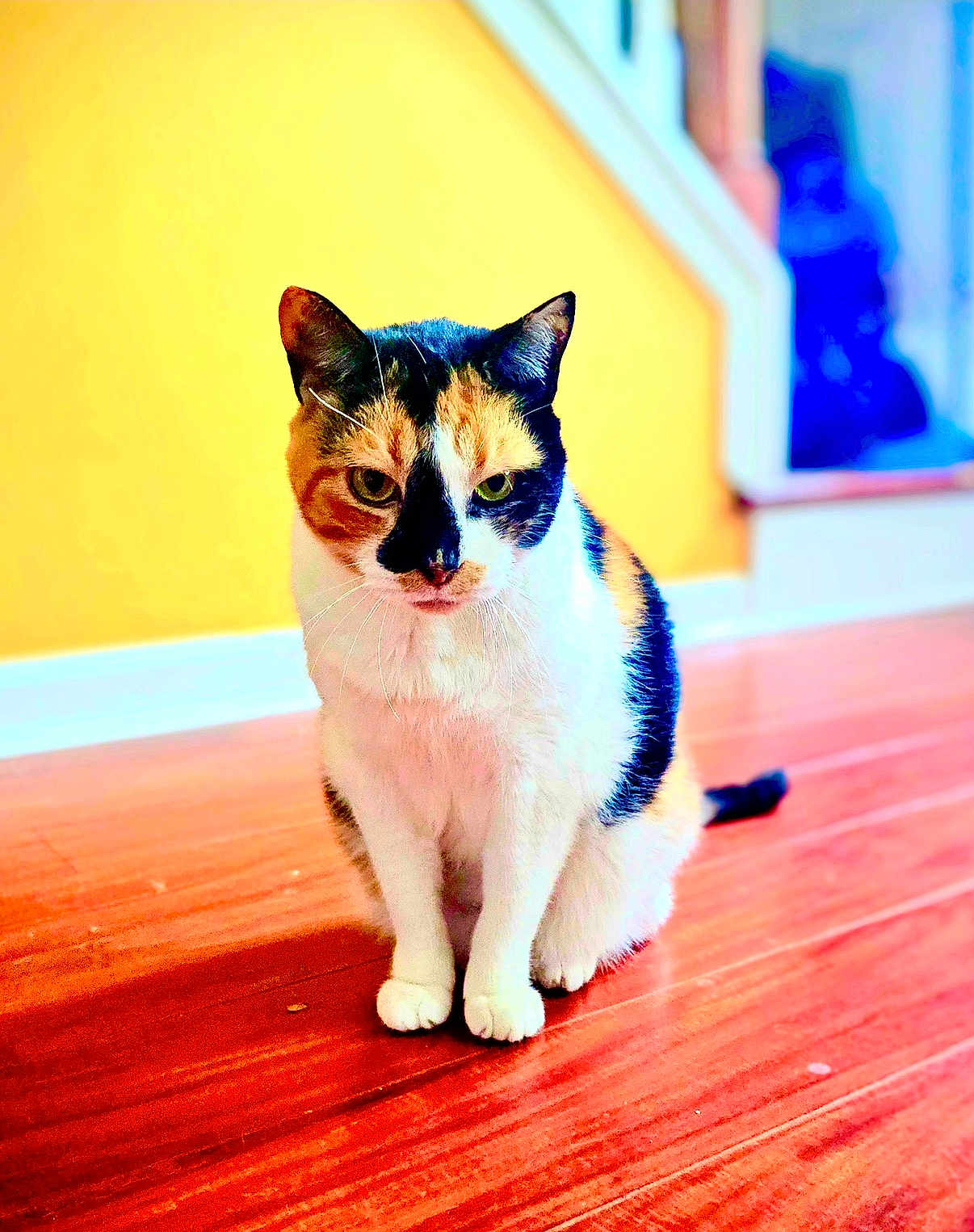 Booby Scott is registered to the contest to win money with this photo: cat, calico, indoor, wooden_floor, yellow_wall, stairs, pet, animal, feline, sitting, fur, whiskers, ears, tail, domestic, cute, portrait, home, floor, background