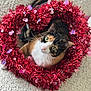 Pansy joined the competition — help win amazing prizes! adorable, animal, calico_cat, carpet, cat, closeup, curious, cute, decorations, feline, festive, garland, green_eyes, heart_shaped, holiday, indoor, pet, red_garland, soft_texture, whiskers