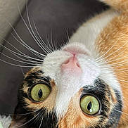 Pansy is registered to the contest to win money with this photo: animal, calico_cat, cat, close_up, curious, cute, domestic_cat, face, feline, fur, green_eyes, indoor, lying_down, mammal, pet, pink_nose, playful, relaxed, soft_texture, whiskers