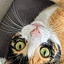 animal, calico_cat, cat, close_up, curious, cute, domestic_cat, face, feline, fur, green_eyes, indoor, lying_down, mammal, pet, pink_nose, playful, relaxed, soft_texture, whiskers