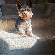 Gizmo is registered to the contest to win money with this photo: dog, pet, stairs, carpet, sunlight, small_dog, ears, fur, animal, indoor, cute, portrait, sitting, watching, collar, tag, shadow, home, daylight, curious