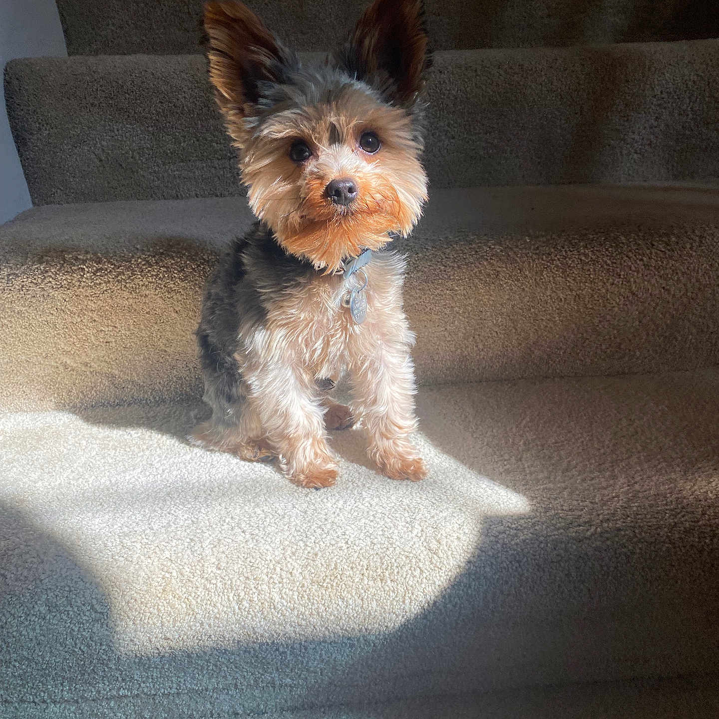 Gizmo is registered to the contest to win money with this photo: animal, carpet, collar, curious, cute, daylight, dog, ears, fur, home, indoor, pet, portrait, shadow, sitting, small_dog, stairs, sunlight, tag, watching