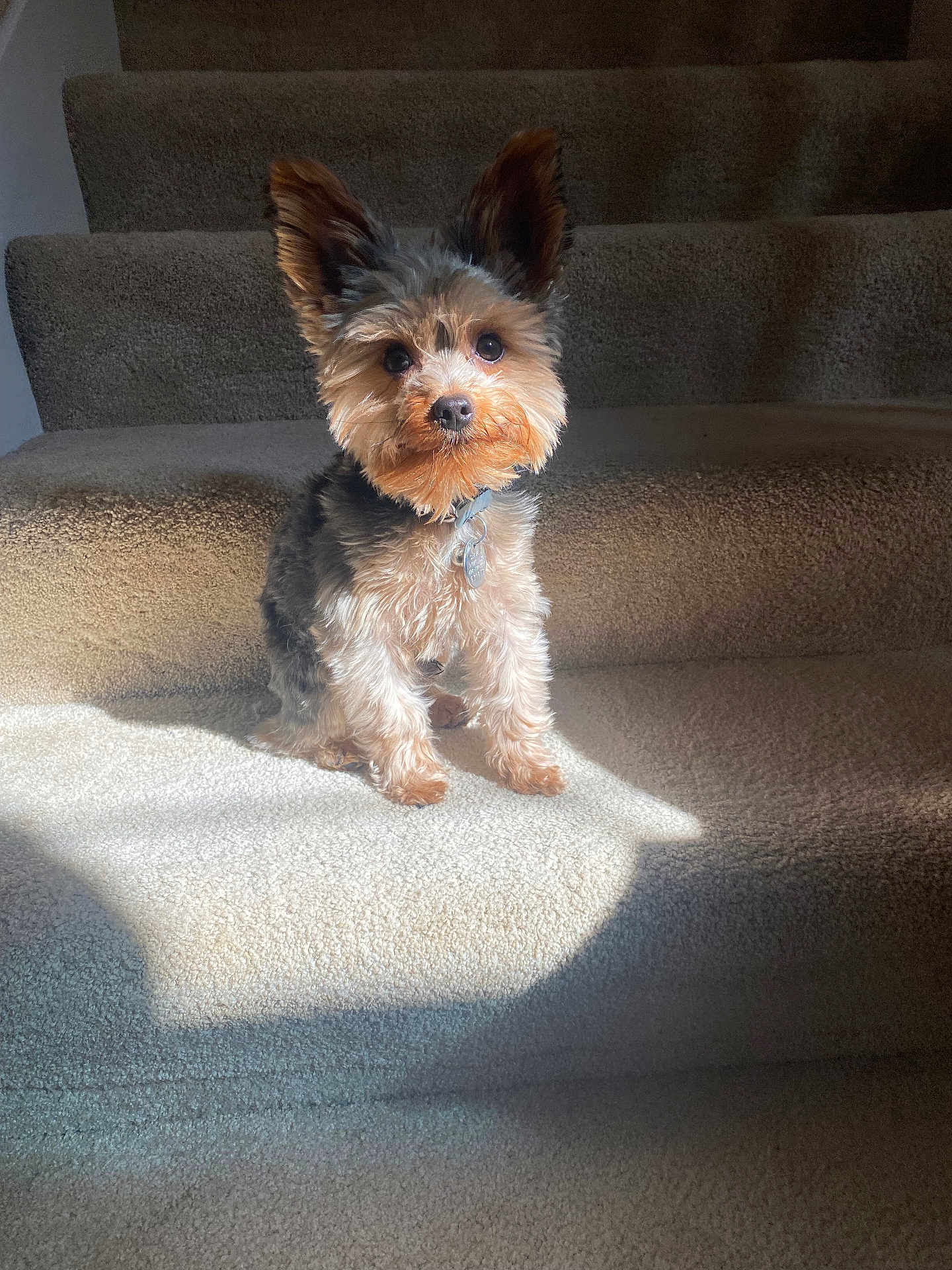 Gizmo is registered to the contest to win money with this photo: dog, pet, stairs, carpet, sunlight, small_dog, ears, fur, animal, indoor, cute, portrait, sitting, watching, collar, tag, shadow, home, daylight, curious