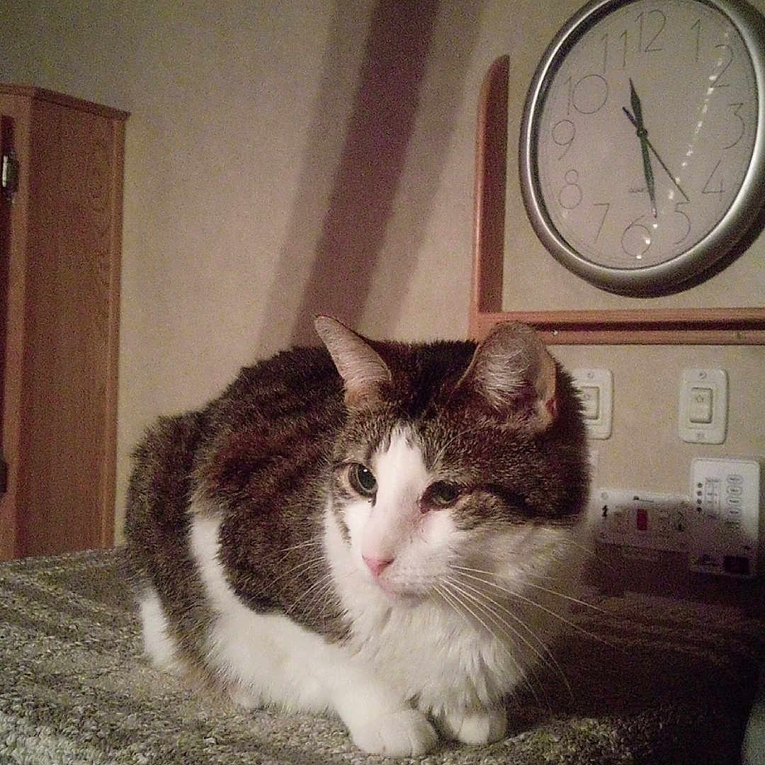 Snotty joined the competition — help win amazing prizes! animal, blanket, cat, clock, cozy, cute, domestic, feline, furniture, home, indoor, mammal, pet, portrait, quiet, resting, soft_lighting, tabby_cat, wall, white_cat