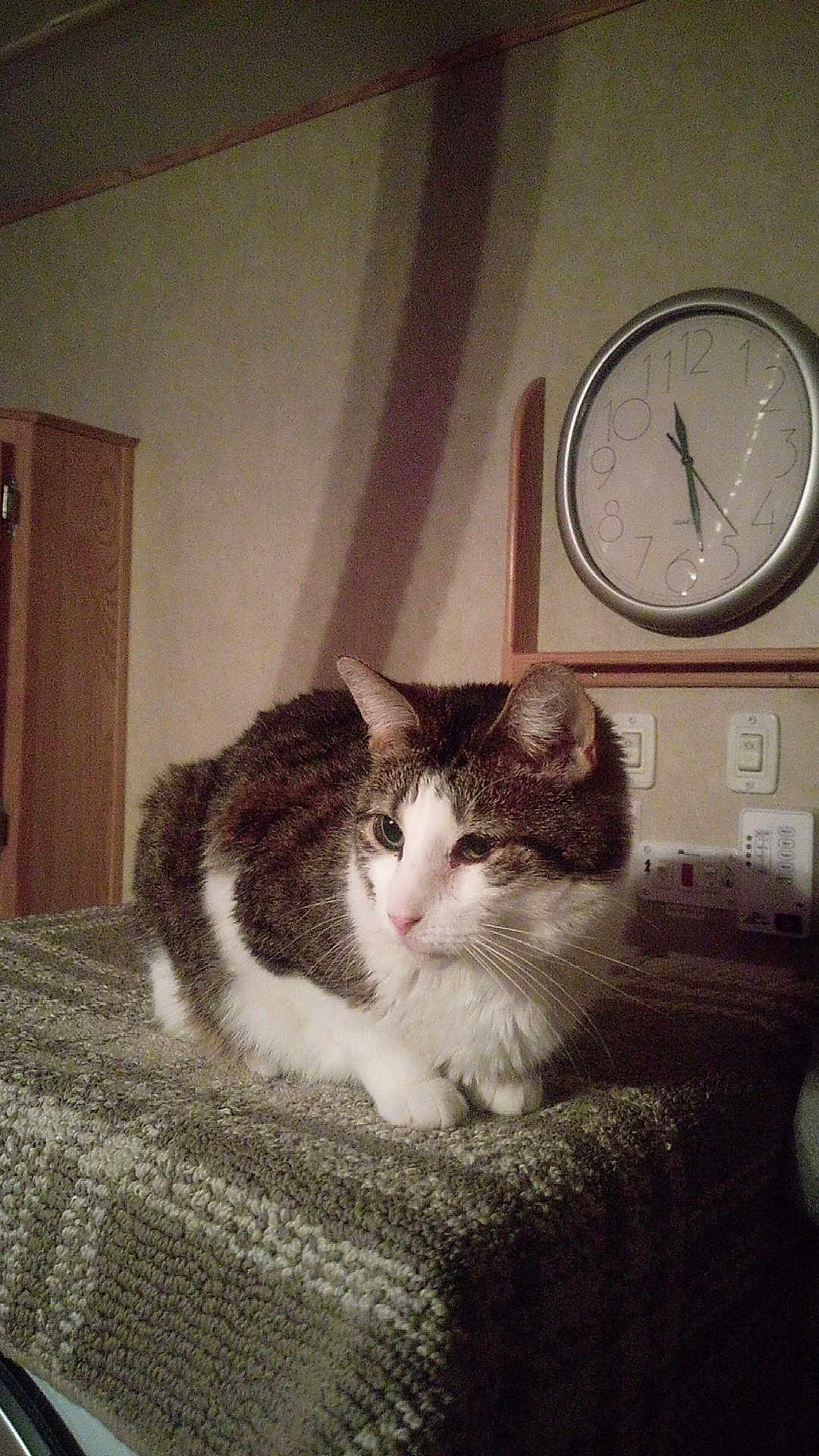 Snotty joined the competition — help win amazing prizes! cat, tabby_cat, white_cat, indoor, pet, animal, feline, blanket, clock, wall, furniture, home, quiet, resting, cute, cozy, soft_lighting, domestic, mammal, portrait