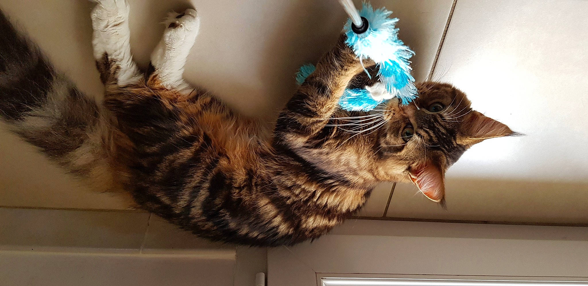 Panda participe au concours pour gagner de l'argent avec cette photo : carnivore, cat, domestic_short_haired_cat, dragon_li, european_shorthair, felidae, fur, german_rex, kitten, savannah, small_to_medium_sized_cats, tabby_cat, tail, toyger, whiskers