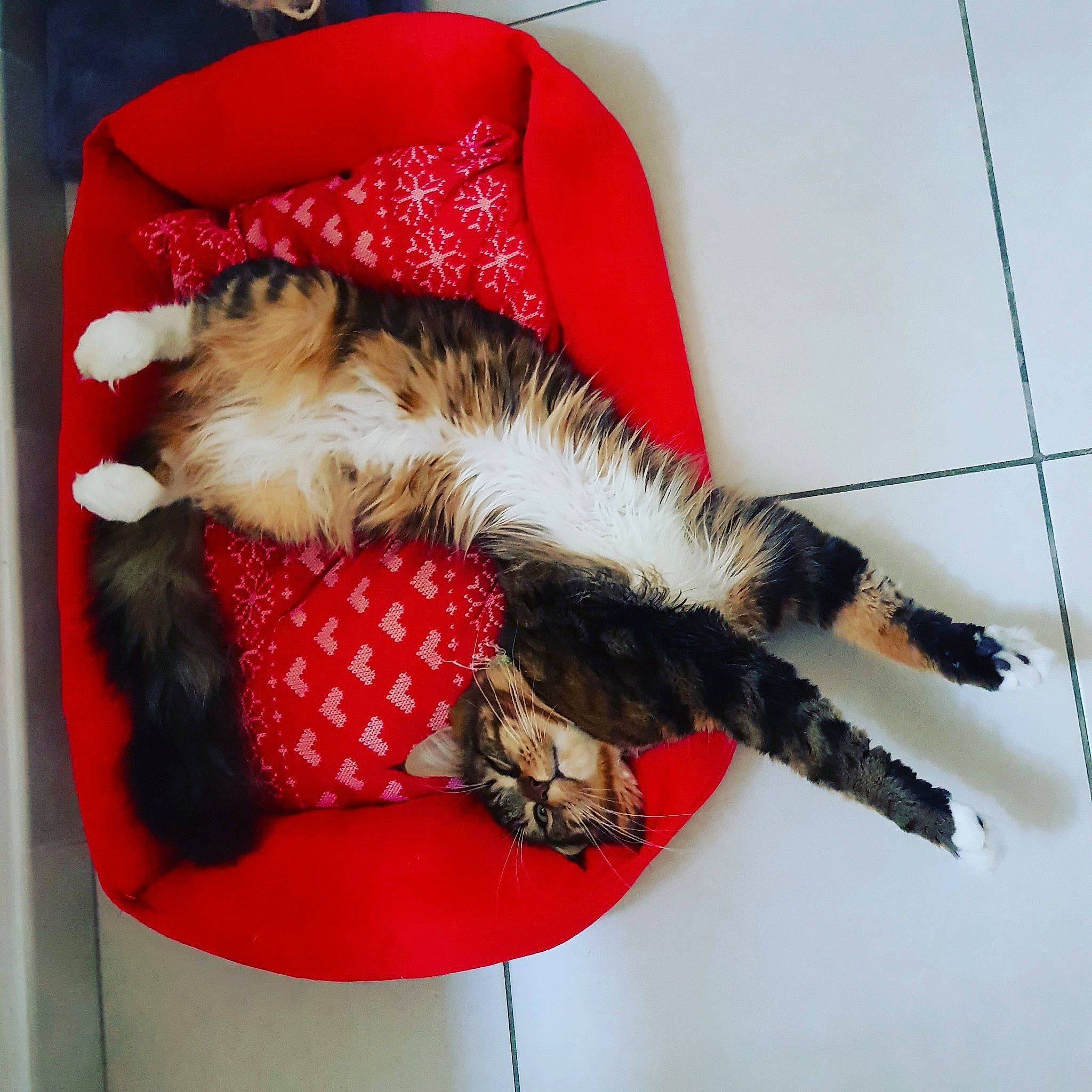 Panda a rejoint le concours — aidez-le/la à gagner de superbes lots ! carnivore, cat, claw, felidae, fur, kitten, paw, small_to_medium_sized_cats, tail