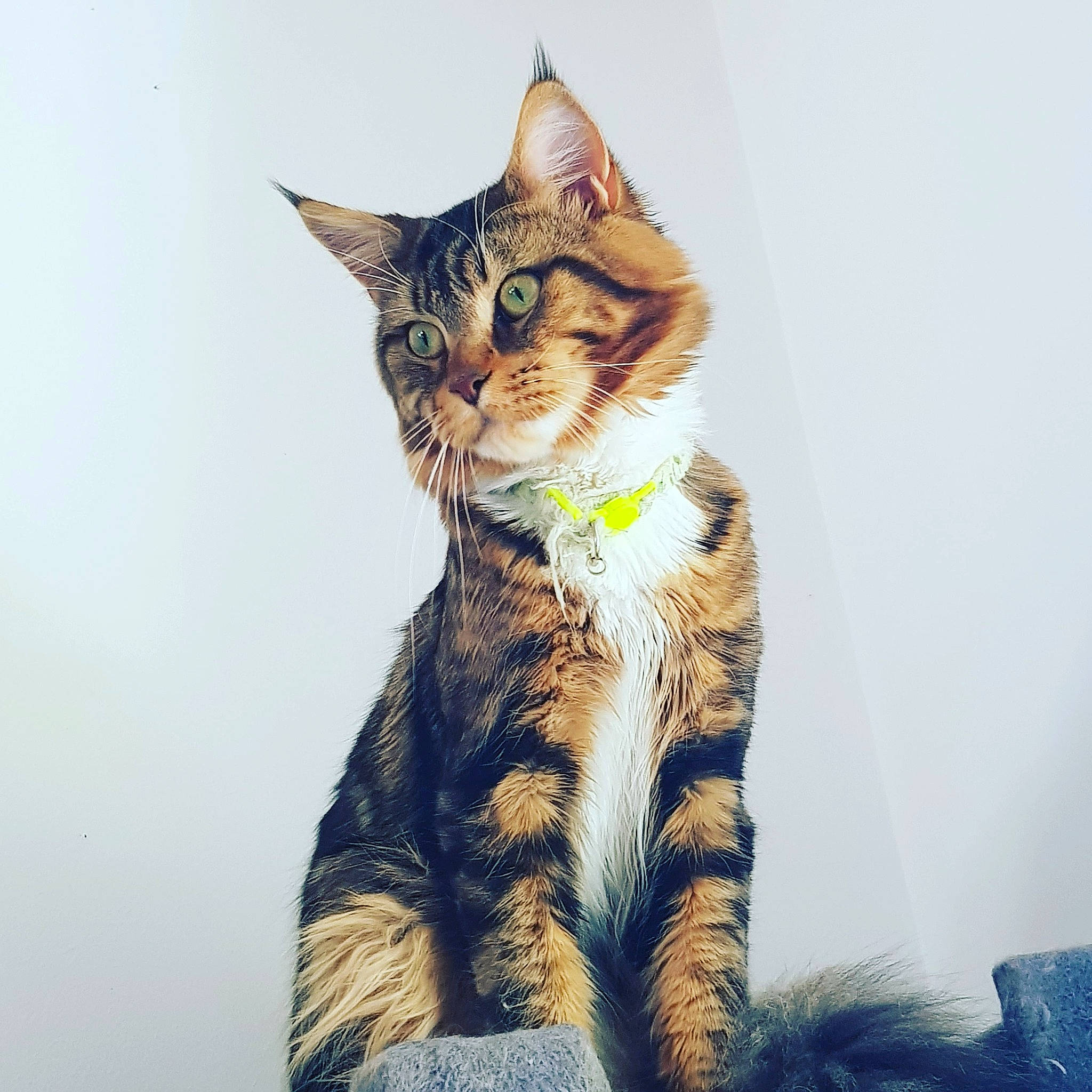 Panda participe au concours pour gagner de l'argent avec cette photo : aegean_cat, american_shorthair, american_wirehair, asian, california_spangled, carnivore, cat, domestic_short_haired_cat, dragon_li, european_shorthair, eye, felidae, fur, kitten, sitting, small_to_medium_sized_cats, sokoke, tabby_cat, toyger, whiskers