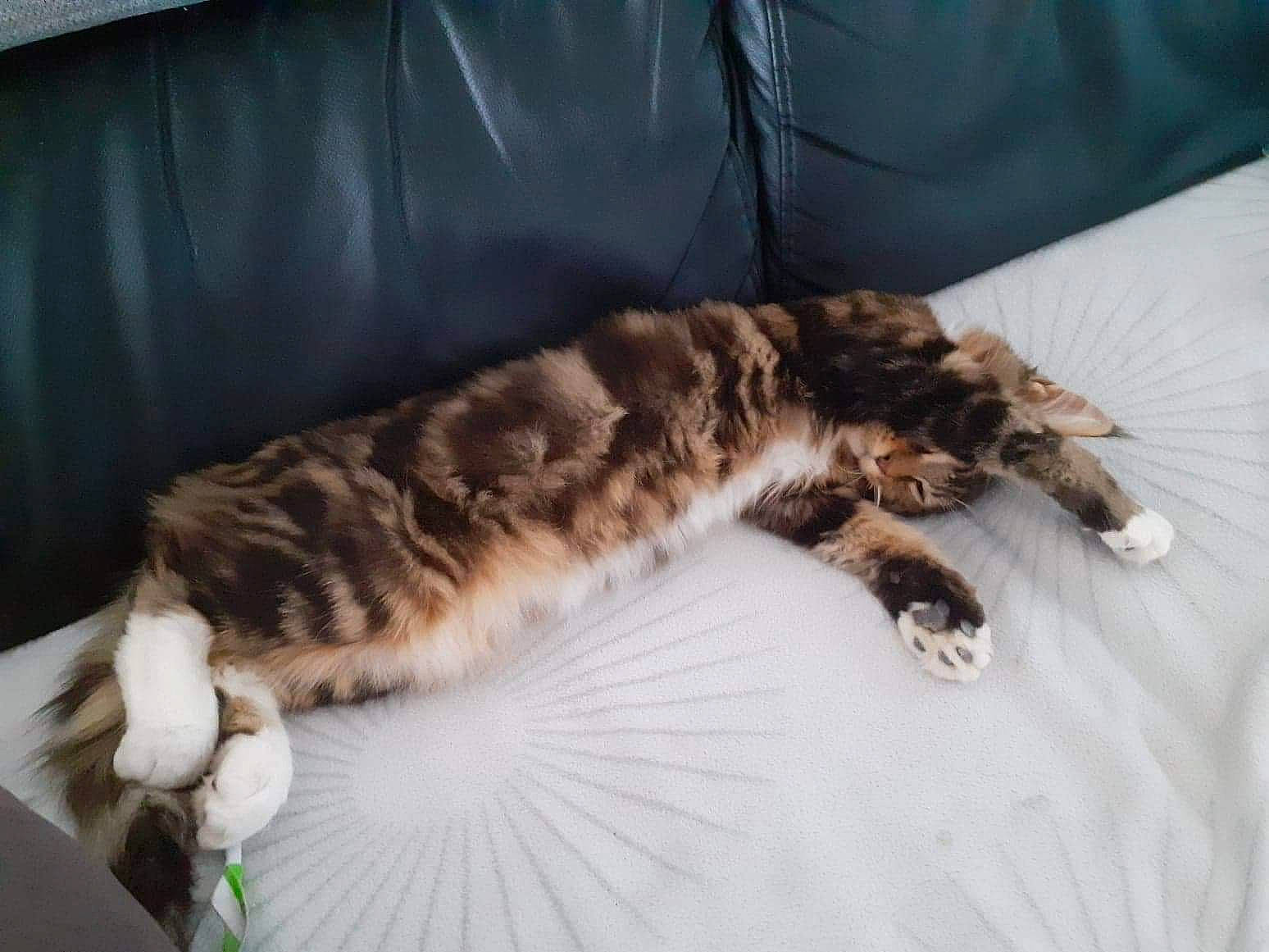 Panda a rejoint le concours — aidez-le/la à gagner de superbes lots ! carnivore, cat, claw, domestic_short_haired_cat, dragon_li, european_shorthair, felidae, fur, kitten, nap, norwegian_forest_cat, sleep, small_to_medium_sized_cats, tabby_cat, tail, whiskers