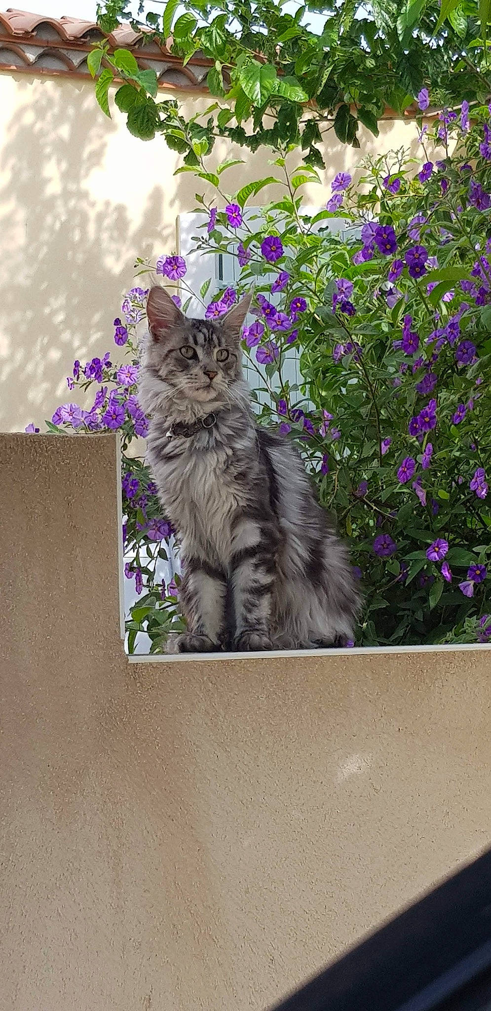 Cayenne a rejoint le concours — aidez-le/la à gagner de superbes lots ! asian, british_semi_longhair, carnivore, cat, domestic_short_haired_cat, dragon_li, european_shorthair, felidae, flower, kitten, maine_coon, norwegian_forest_cat, plant, ragamuffin, siberian, small_to_medium_sized_cats, tabby_cat, tree, violet_family, whiskers